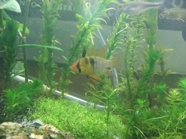 fish065.jpg