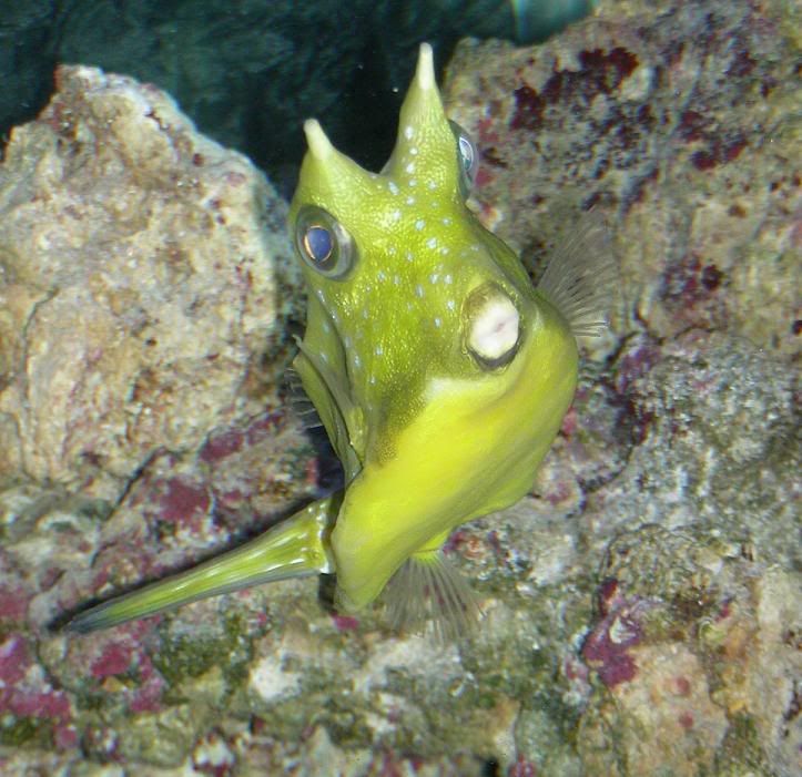 cowfish4.jpg