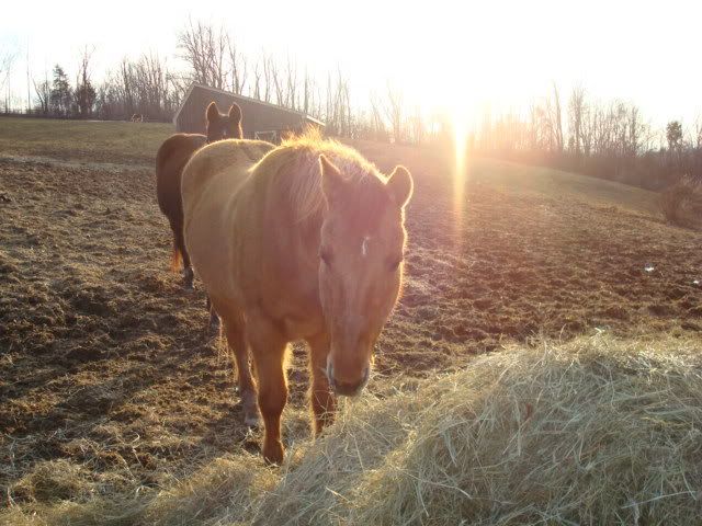 horsies003.jpg