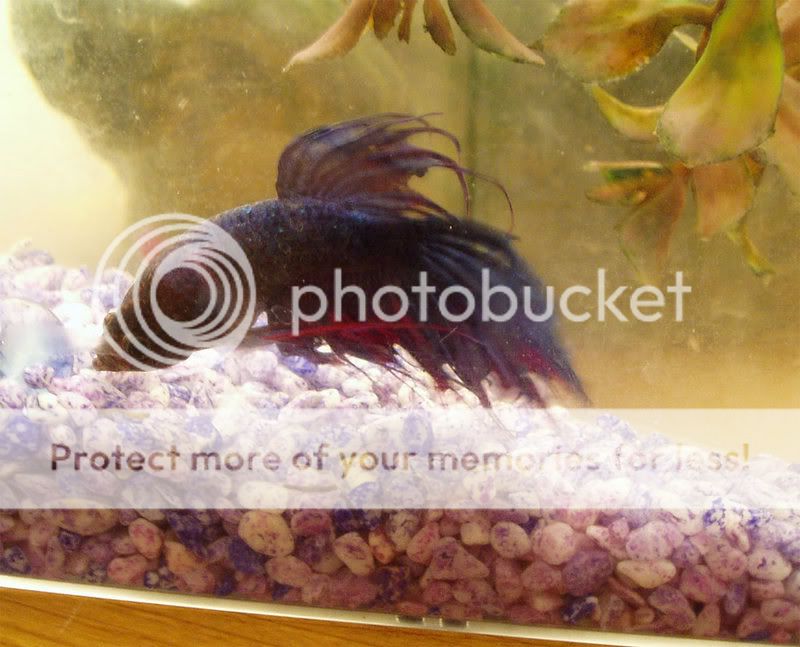 betta5.jpg