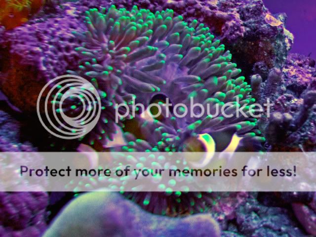 2009_1115Reef0011.jpg