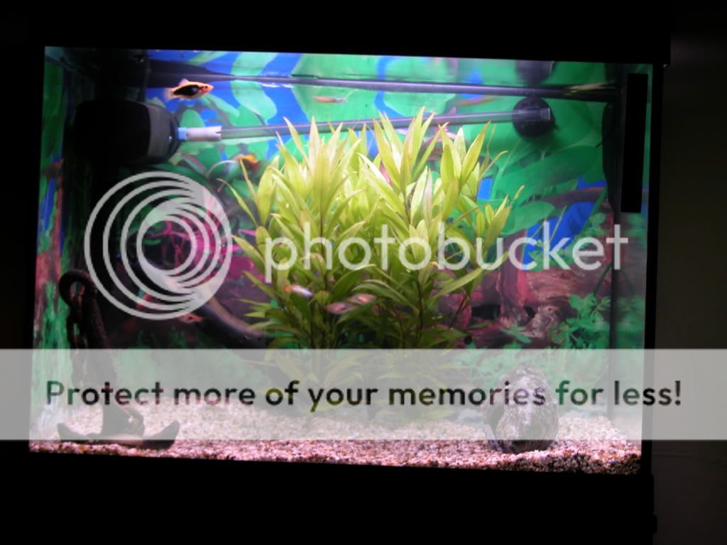 DSCN2906.jpg