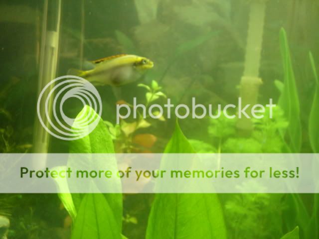 fishies009.jpg