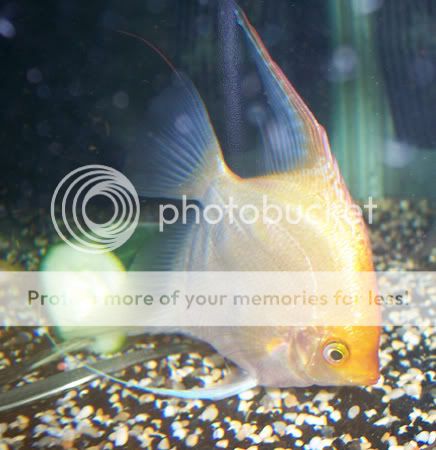 100307goldie.jpg