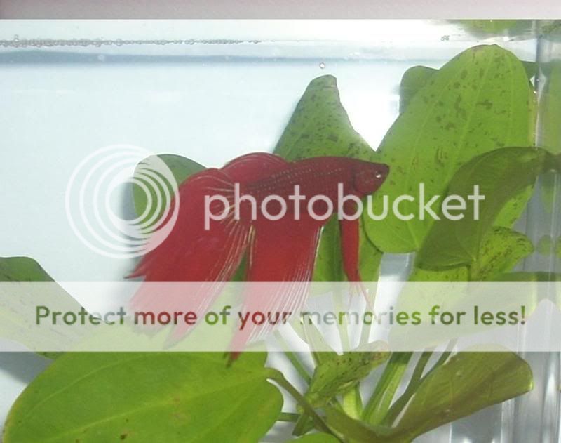 plant.jpg