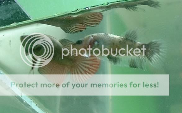 bettas3.jpg