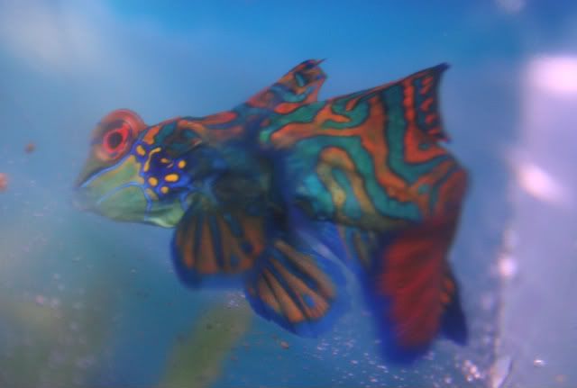 mandarin2.jpg