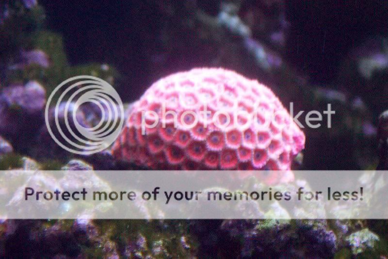 FloridaAquarium095.jpg