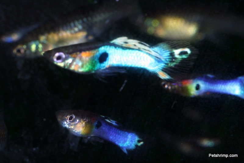 japanblueguppy2.jpg