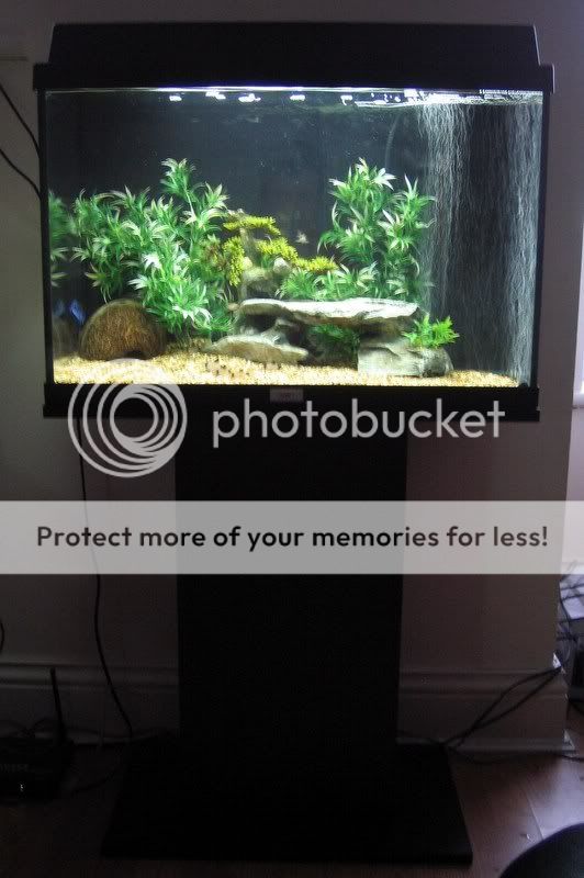 fishtankapril08027.jpg