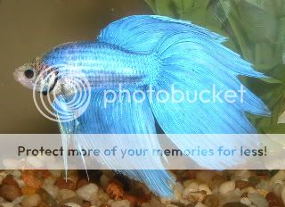 BlueBetta3.jpg