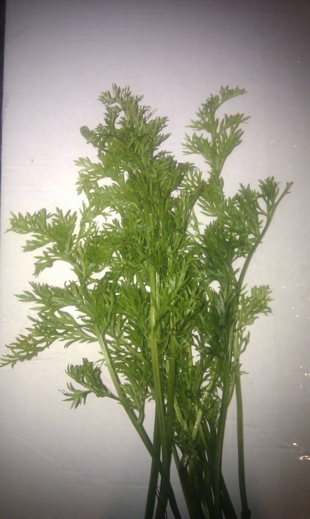 IMAG0289.jpg