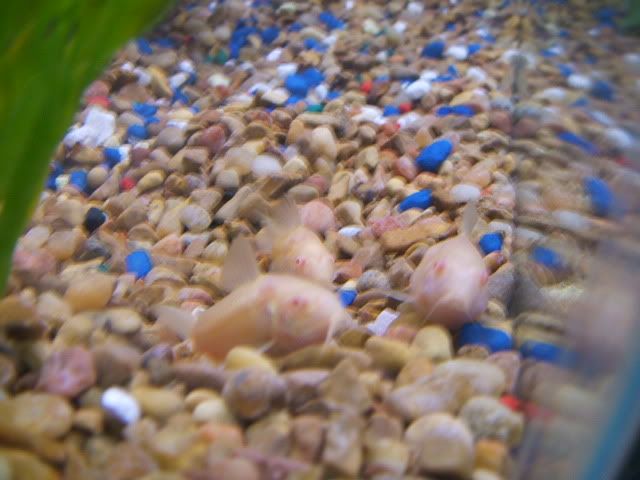 corys003.jpg