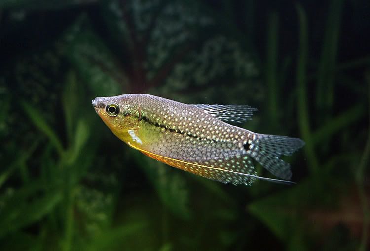gourami_01.jpg