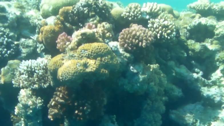 reef6.jpg