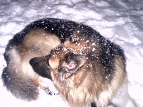 snowbear.jpg