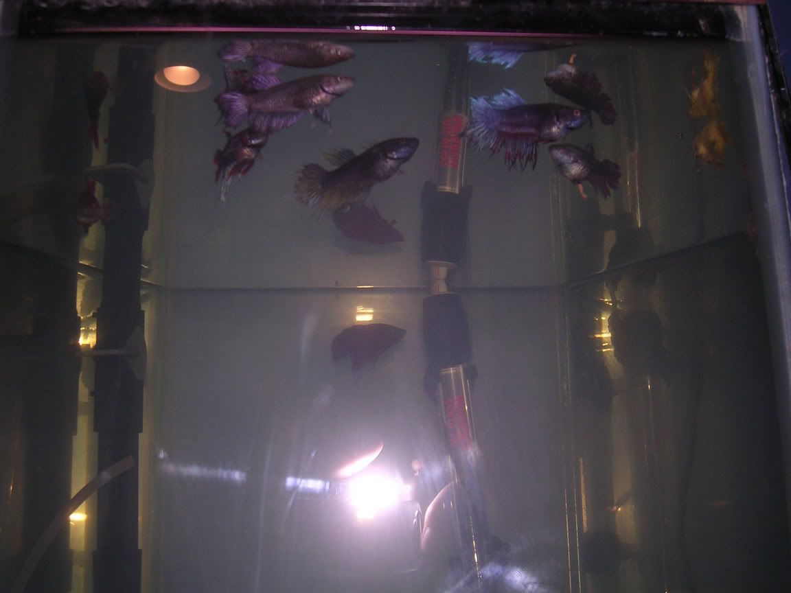 betta6.jpg