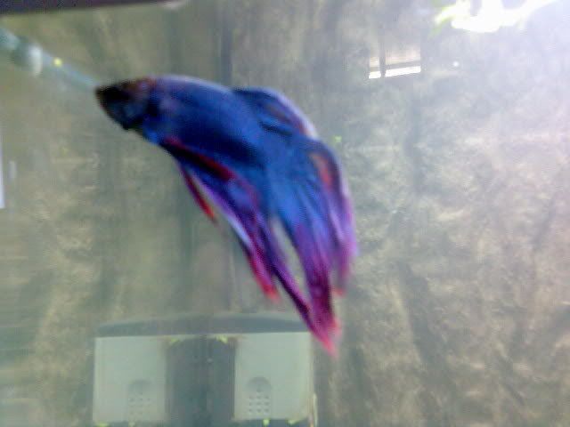 betta1.jpg