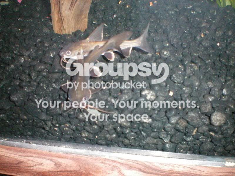 PictureorVideo004.jpg
