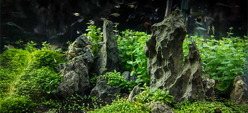 natural-aquascape3.jpg