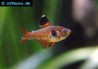 red-phantom-tetra-profile.jpg