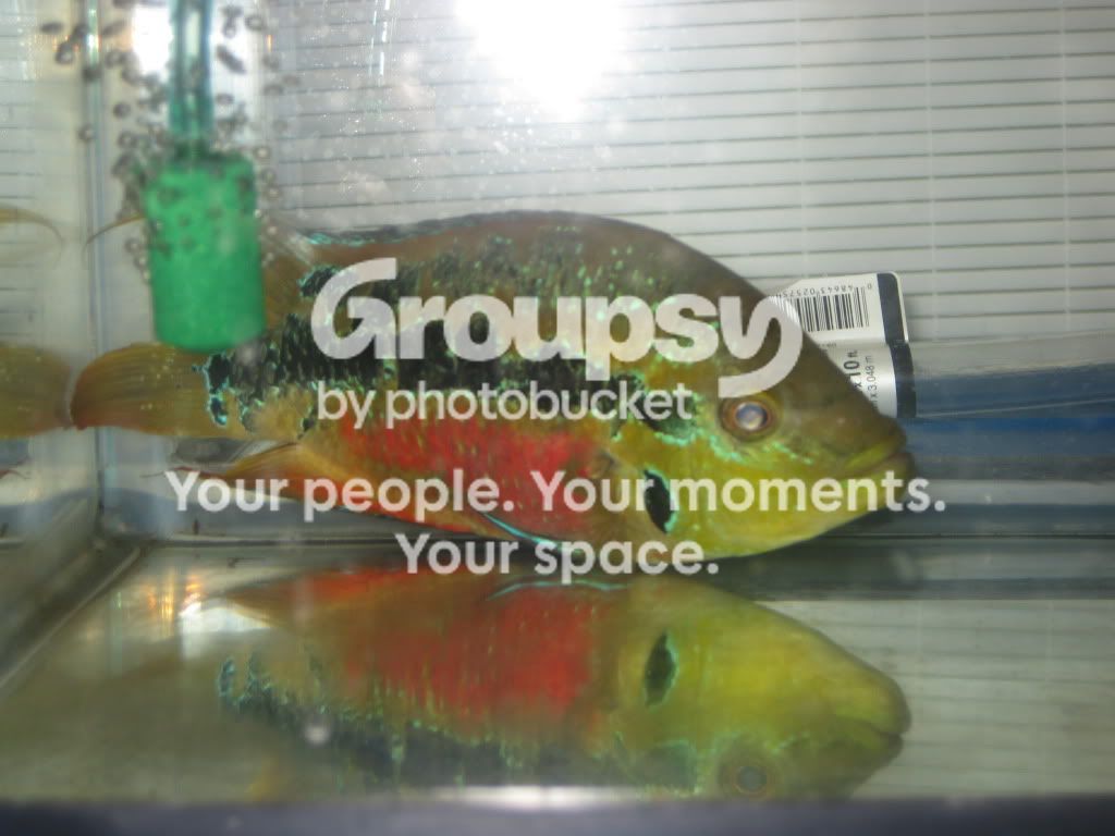 SpringFishExpo10032.jpg