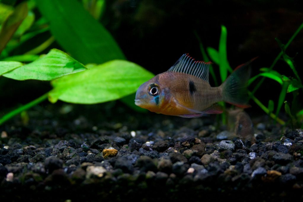 Fish-9.jpg