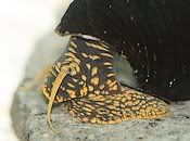 yellow_spotted_rabbit_snail.jpg