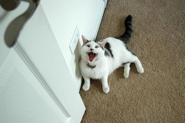 ToughCat.jpg