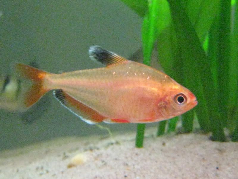 fish004.jpg
