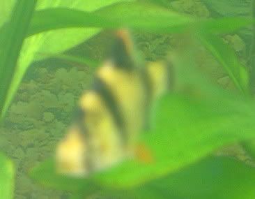 TigerBarb0002.jpg