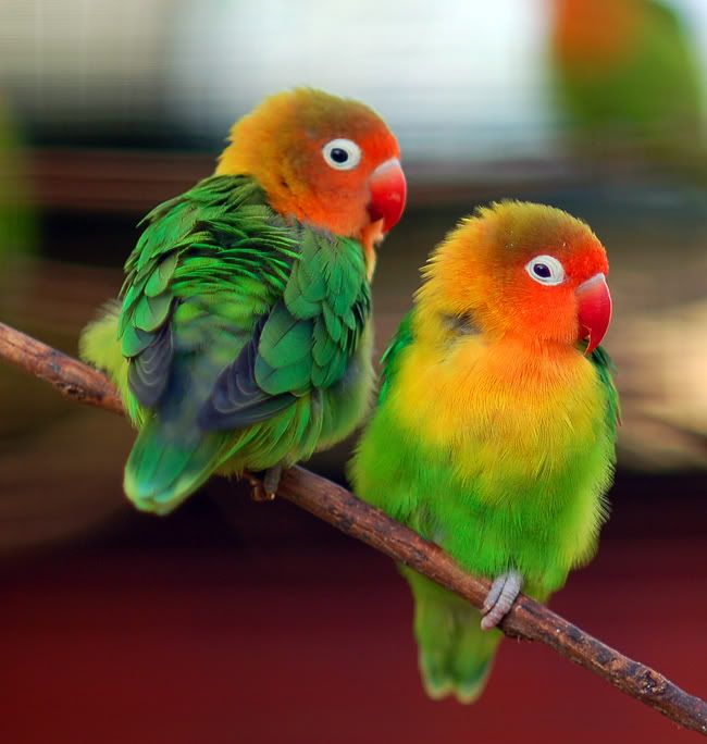 bird_06.jpg