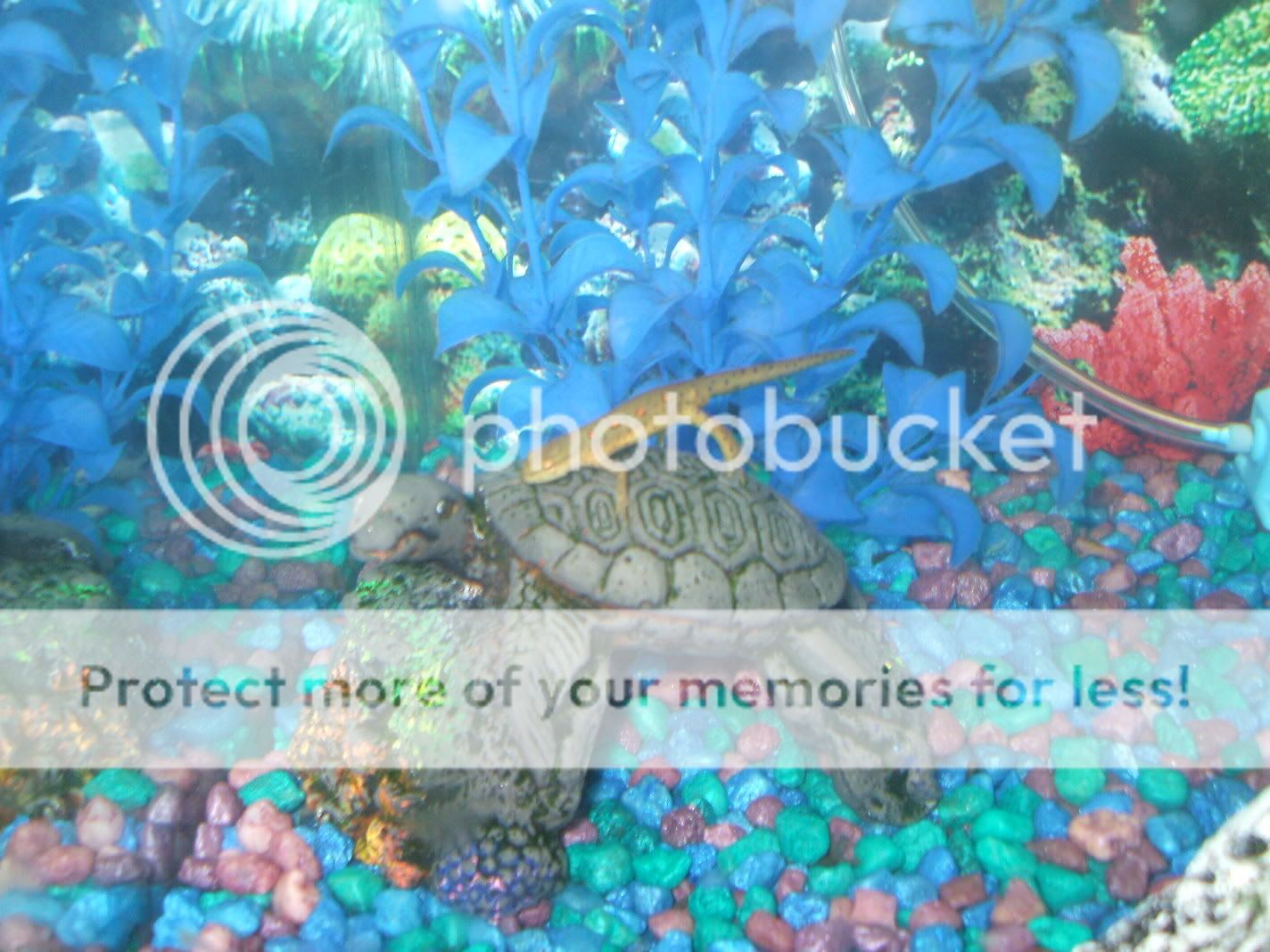 fishtankswithnewplants-47.jpg