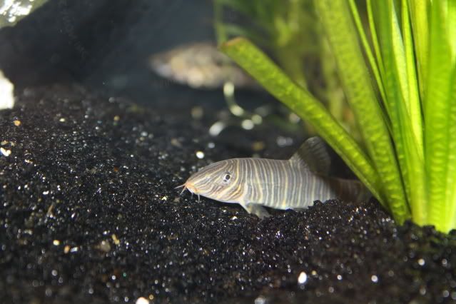 FishTank24-04-09039.jpg