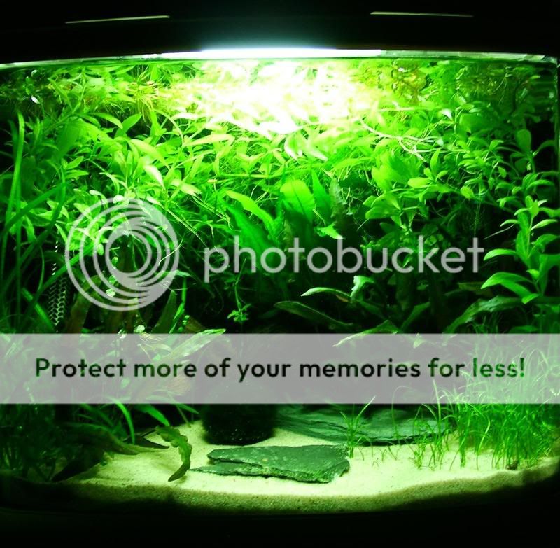 asian10gal2.jpg