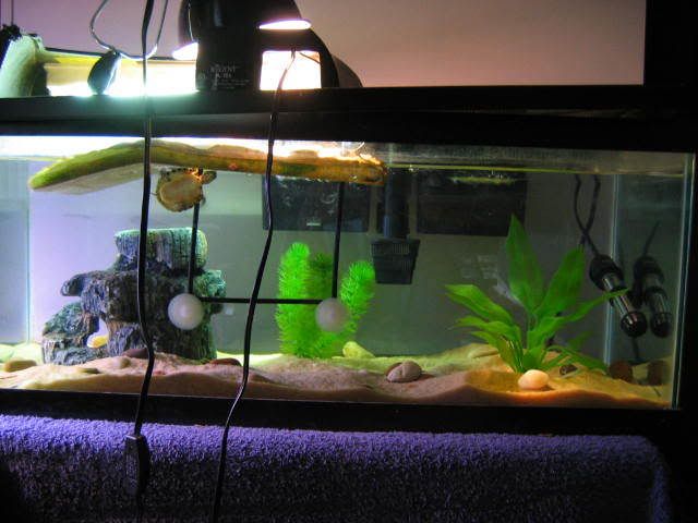 turtles002.jpg