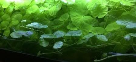 HydrocotyleLeucocephala.jpg