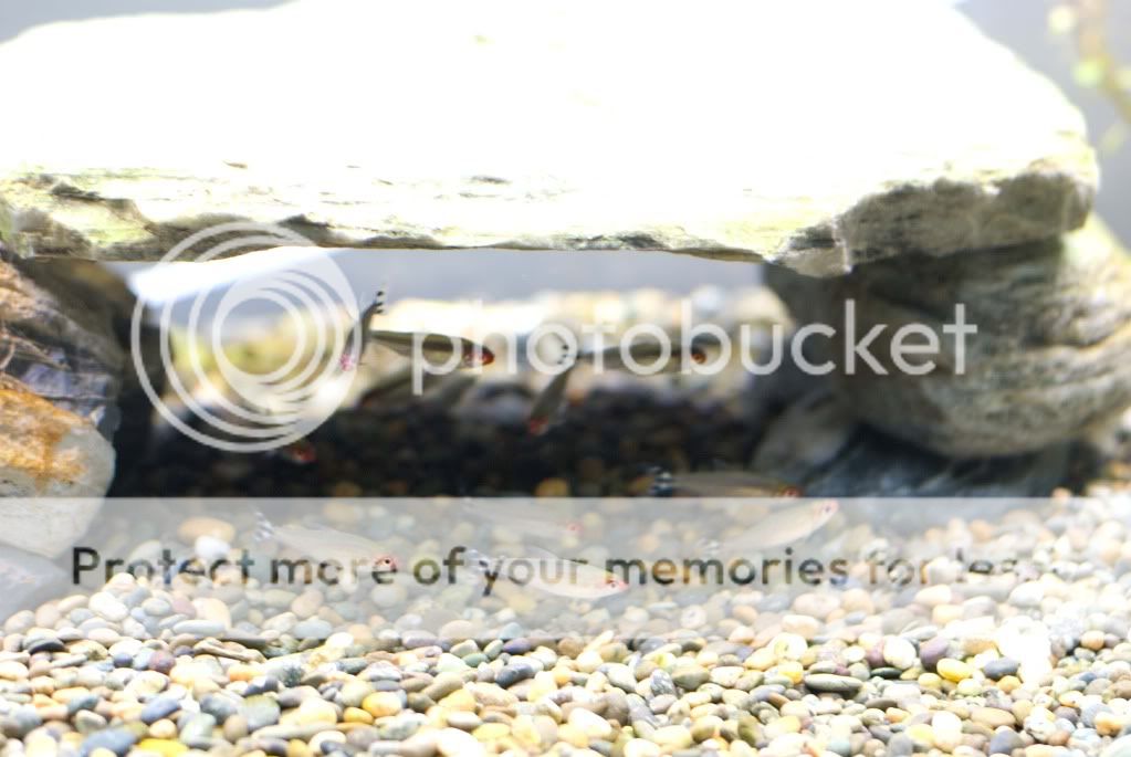 fish32.jpg