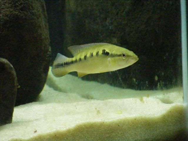 gtandpike006.jpg