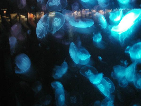 jellyfish1.jpg
