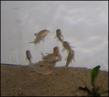 Ctrilineatus9-18-10.jpg