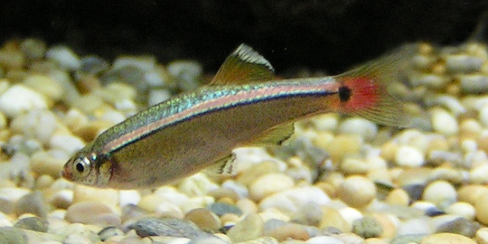 White_Cloud_Mountain_Minnow_1.jpg
