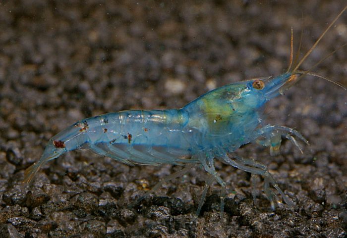 bluepearlmale.jpg