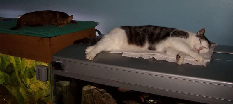 cats.jpg