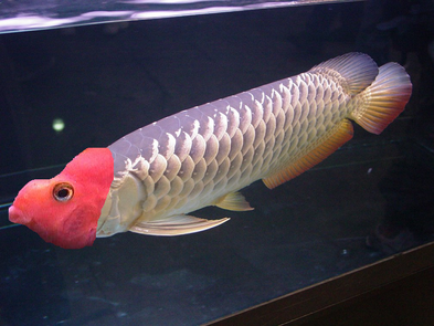 arawanaxbloodparrot.png