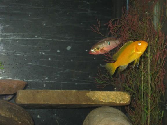 newtankpics7.jpg