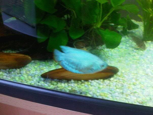 gourami.jpg