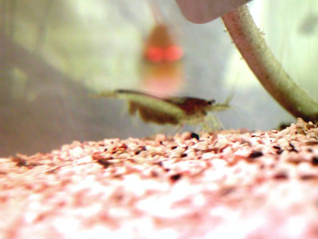 Shrimp020-1.jpg