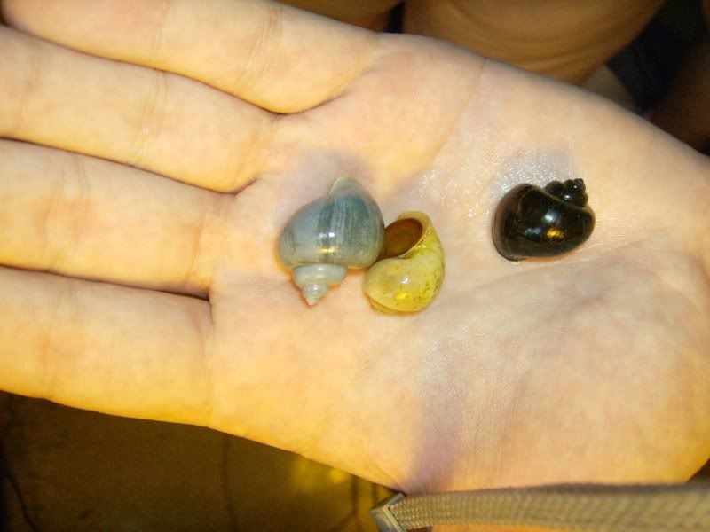 snails002.jpg