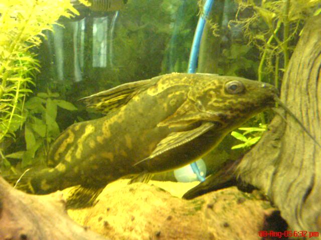 catfish.jpg